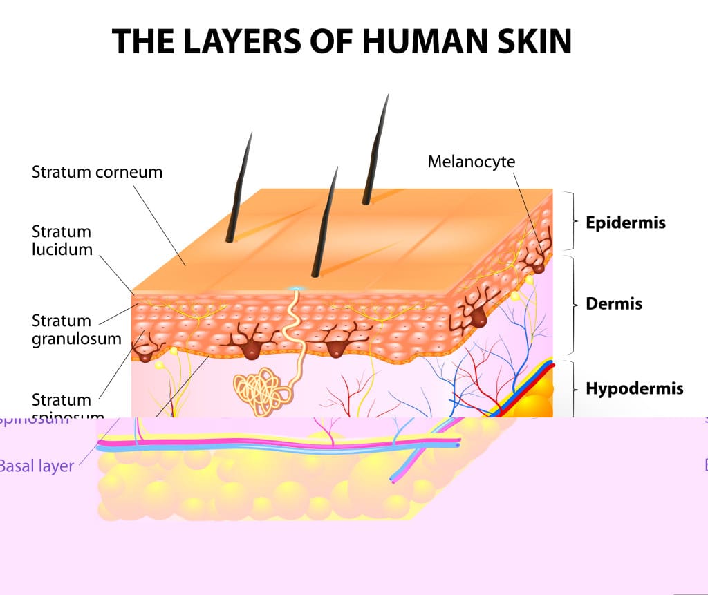 Дерма соединительный слой кожи. Слои кожи. Кератиновый слой кожи. Строение кожи слои кожи. 3 Слоя кожи.